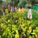 FPCs in WGH get high yield cashew saplings