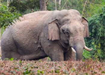 Elephants attack house, destroy crops in SWKH village