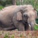 Elephants attack house, destroy crops in SWKH village