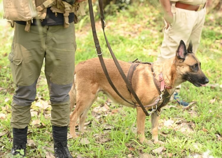 Rhino’s best friend: Dog squad invaluable in fight against poachers