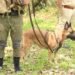 Rhino’s best friend: Dog squad invaluable in fight against poachers