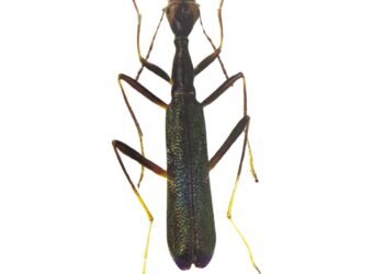 Need to protect ‘tigers with 6 legs’ highlighted