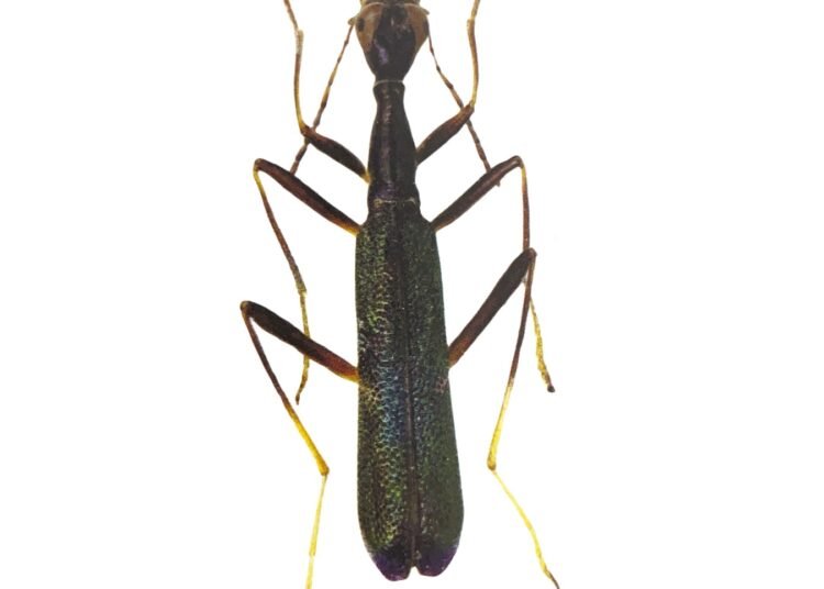 Need to protect ‘tigers with 6 legs’ highlighted