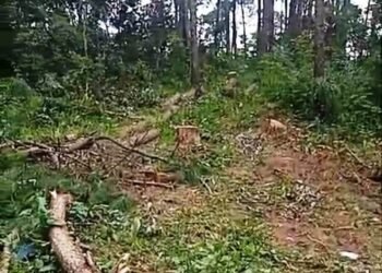 Bhoirymbong residents file complaint over illegal felling of trees