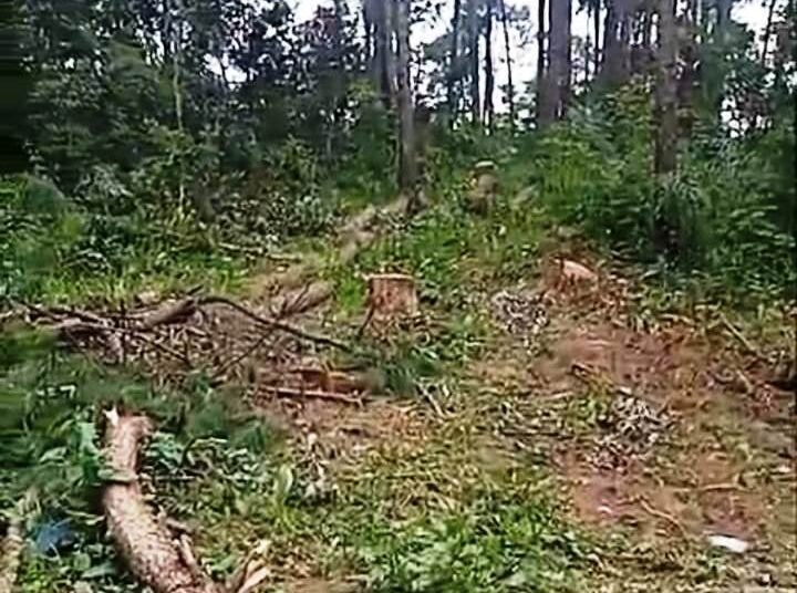 Bhoirymbong residents file complaint over illegal felling of trees