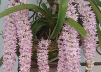 Session held on conservation of Foxtail Orchid