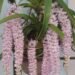 Session held on conservation of Foxtail Orchid