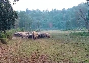 Ri-Bhoi residents living in fear of wild elephants