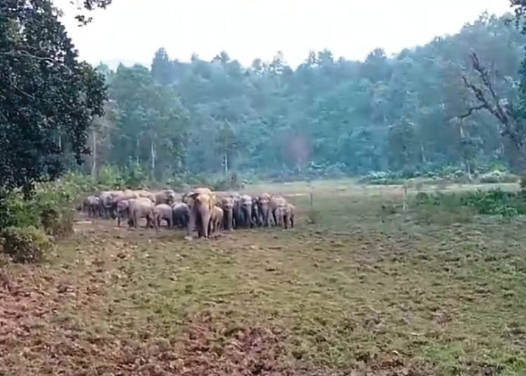 Ri-Bhoi residents living in fear of wild elephants