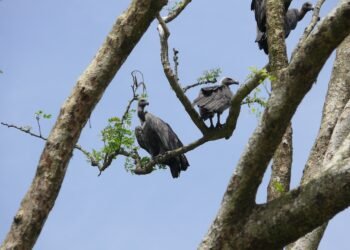 Community members recognised for vulture conservation efforts