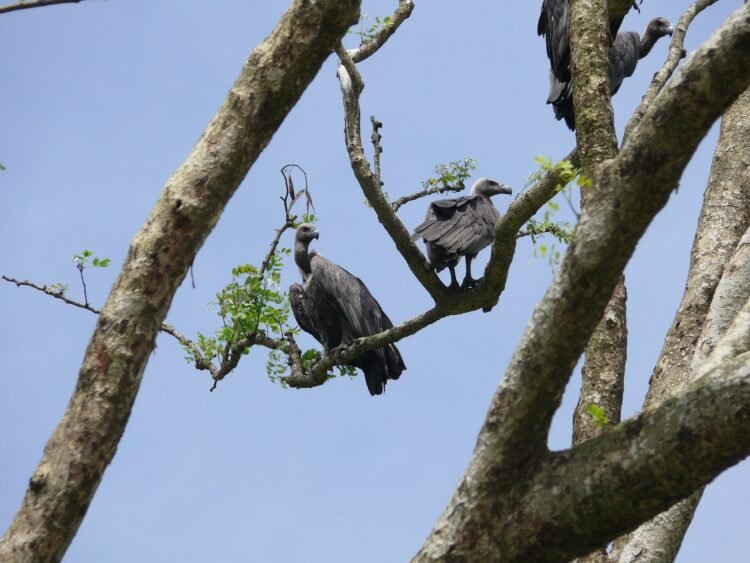 Community members recognised for vulture conservation efforts