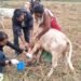 Animal vaccination camp held in WGH