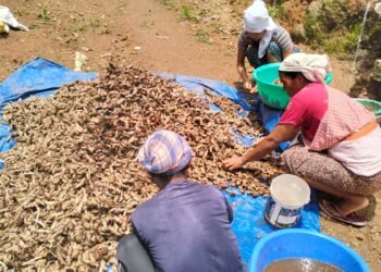 Organic turmeric project in Ri Bhoi takes off