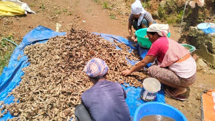 Organic turmeric project in Ri Bhoi takes off