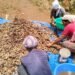 Organic turmeric project in Ri Bhoi takes off