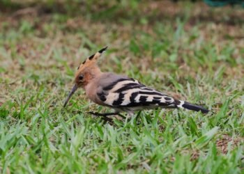 World’s biggest ‘Bird-a-thon’ comes to India