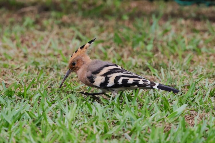 World’s biggest ‘Bird-a-thon’ comes to India