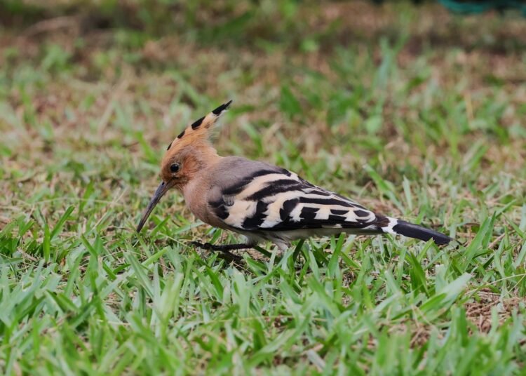 World’s biggest ‘Bird-a-thon’ comes to India