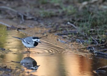Asian waterbird census records 173 birds in Meghalaya