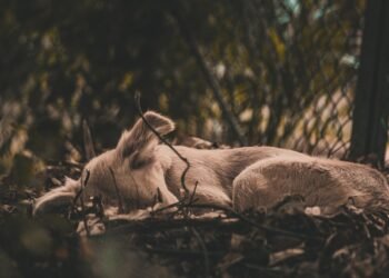 Street dog shelter to be ready in next month