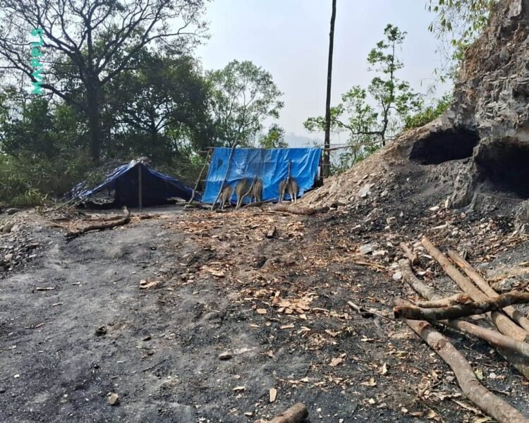 Green group writes to NGT over coal mining near Balpakram