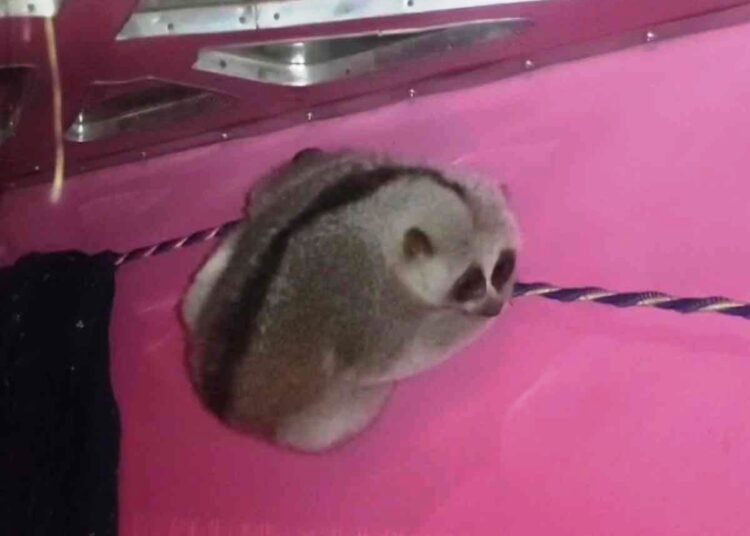 Slow loris rescued in Ri Bhoi; handed over to forest dept