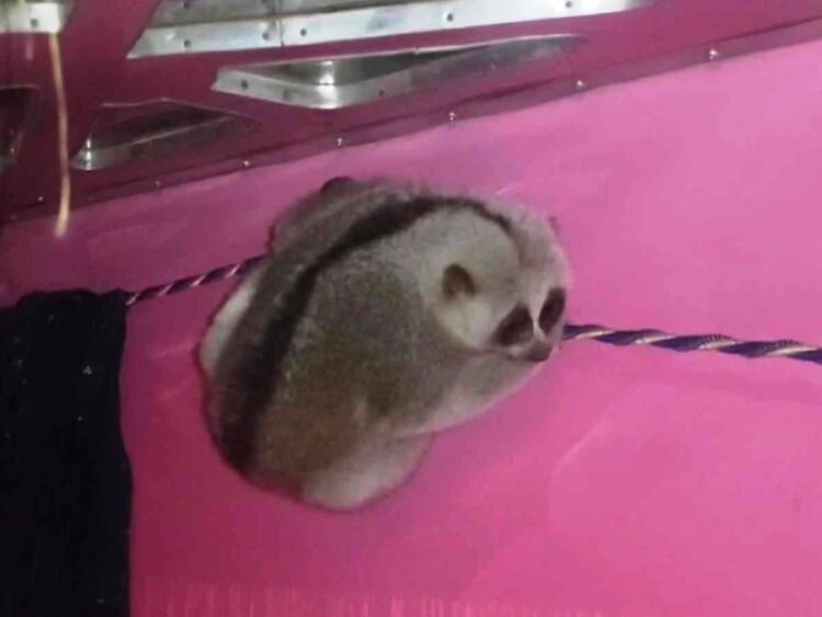 Slow loris rescued in Ri Bhoi; handed over to forest dept