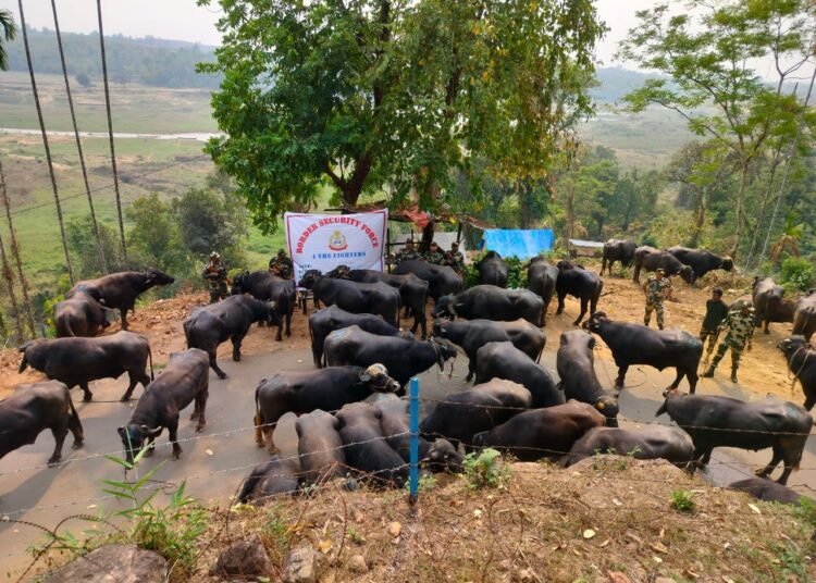 BSF rescue 46 cattle along Indo-Bangladesh border