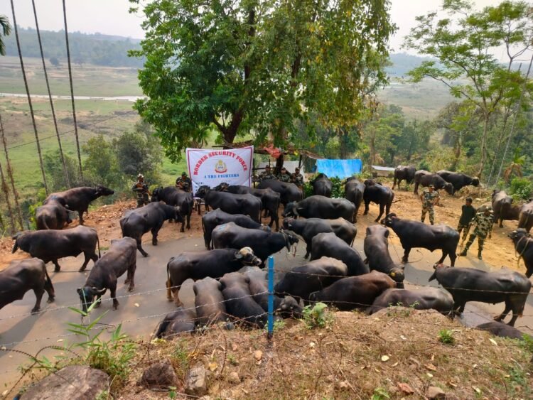 BSF rescue 46 cattle along Indo-Bangladesh border