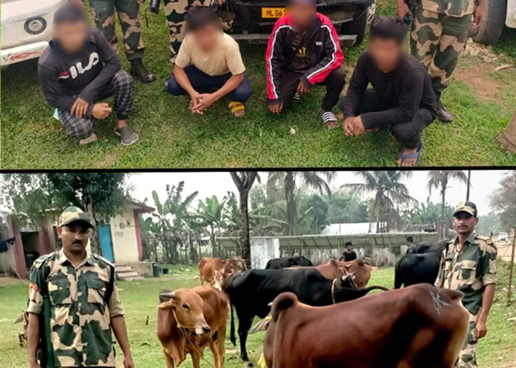 BSF seize cattle, apprehend 1 Bangladeshi migrant