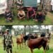 BSF seize cattle, apprehend 1 Bangladeshi migrant