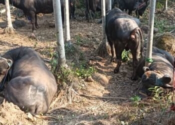 BSF seize 22 cattle, 5 persons held