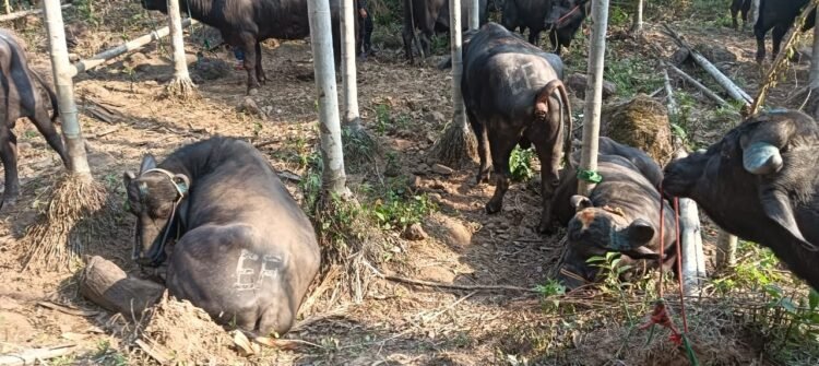 BSF seize 22 cattle, 5 persons held