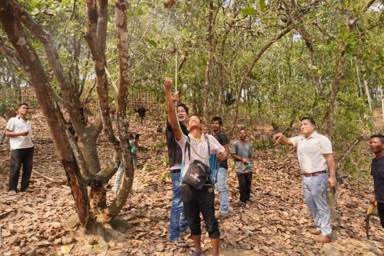 KVK holds campaigns on cashew cultivation in SGH