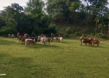 BSF troops foil cattle smuggling bid