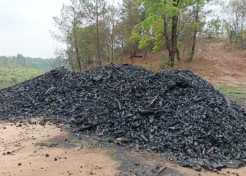 Rampant felling of trees for charcoal in SWKH raises concern