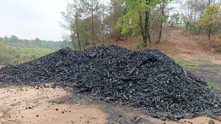 Rampant felling of trees for charcoal in SWKH raises concern