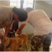 Woman’s death due to rabies leads to dog vaccination drive