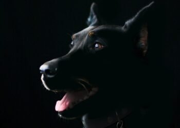 Drug dog squad, scanners to be roped in by State