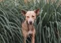 CANINE PARVOVIRUS: What every dog owner should know