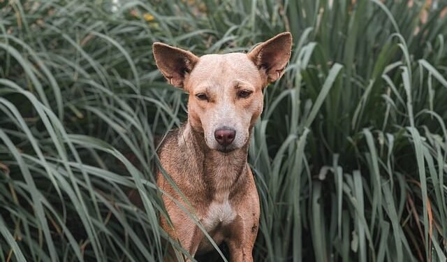 CANINE PARVOVIRUS: What every dog owner should know