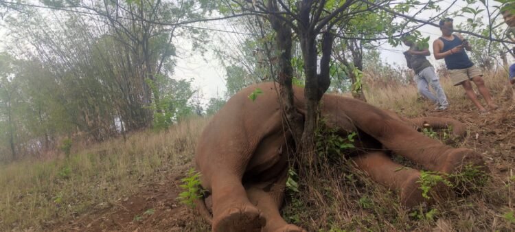 Elephant electrocuted by low-hanging power line in Ri Bhoi