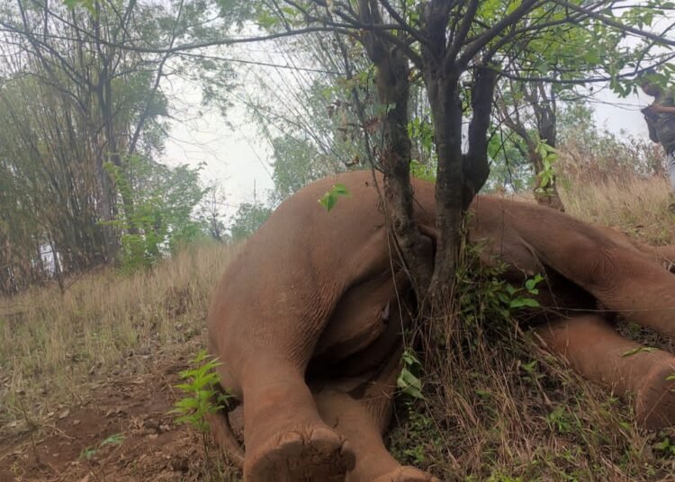 Elephant electrocuted by low-hanging power line in Ri Bhoi