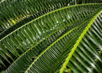 Meghalaya Christians concerned by Palm Sunday restrictions in Delhi