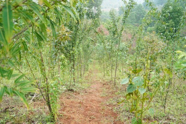 State adopts Japanese Miyawaki method to restore forests