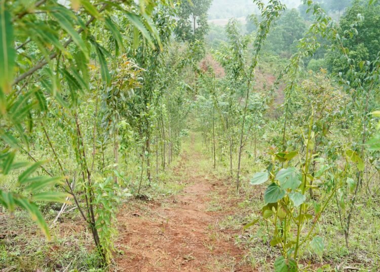 State adopts Japanese Miyawaki method to restore forests