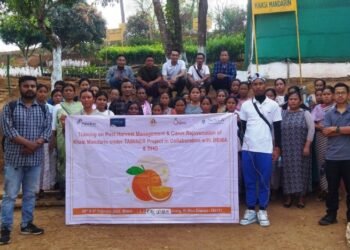 ‘Sweet comeback: GI-tagged Khasi mandarin is powering a rural revival