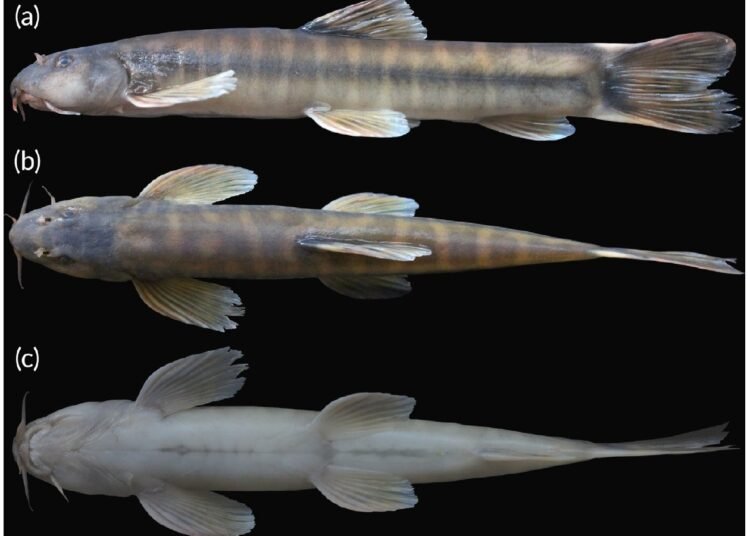 New species of cave-dwelling fish found in Mawjymbuin