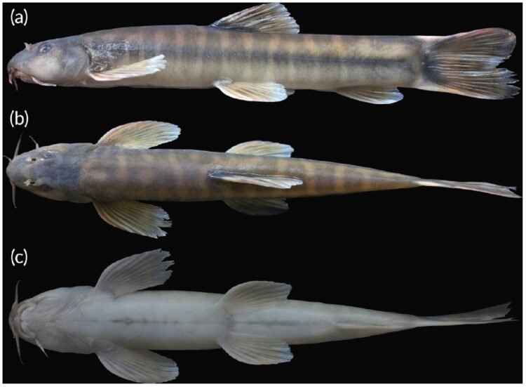 New species of cave-dwelling fish found in Mawjymbuin