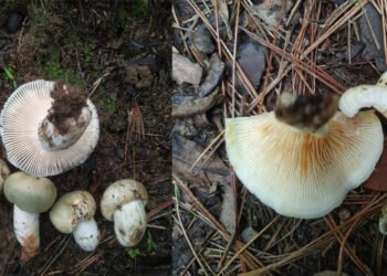 2 species of mushroom found in EKH make it to international journal
